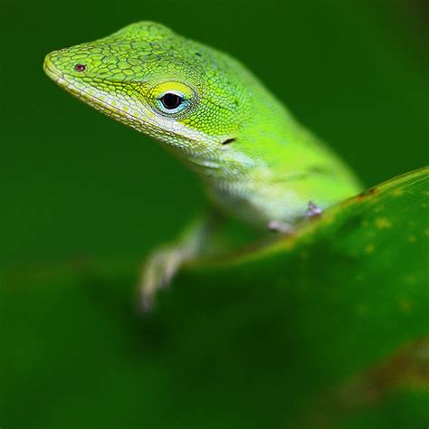 Green Anole (Reptiles of Alabama) · iNaturalist