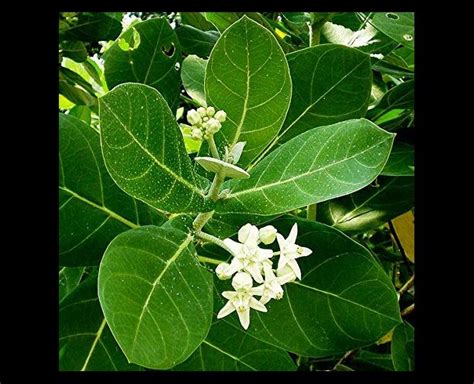 Madar Plant: Know Some Of The Amazing Benefits Of This Ayurvedic Plant | HerZindagi