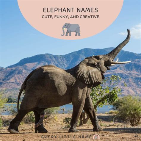 180+ Best Elephant Names (Cute, Funny, and Creative) - Every Little Name