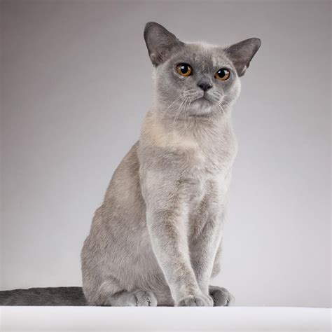 Discover the 10 Beautiful Burmese Cat Colors | Royal Esprit Burmese Cattery