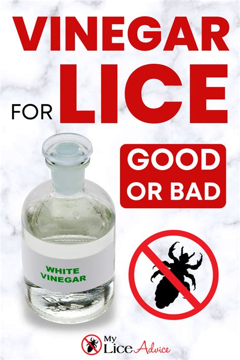 Does Vinegar Loosen Lice Eggs? The Experiment Because I have my own lice center, I have seen ...