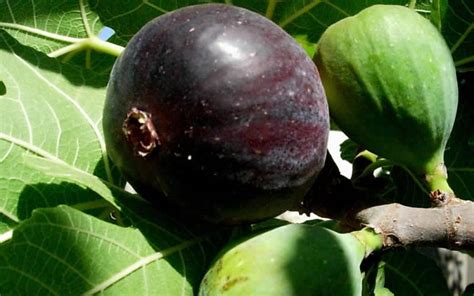 Buy Black Mission Fig Tree Online From Wilson Bros Gardens