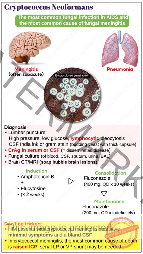 Cryptococcus neoformans - Medicine Keys for MRCPs