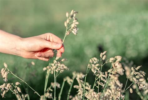 Premium Photo | Hand picking collecting herbal flowers wild field plants