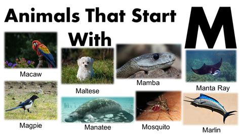 Animals That Begin With M List With Images - GrammarVocab