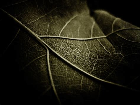 Macro photograph of leaf, nature, leaves, macro, plants HD wallpaper ...