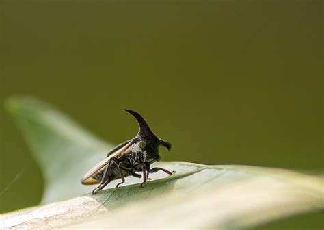 Treehopper Insect Leaf - Free photo on Pixabay - Pixabay