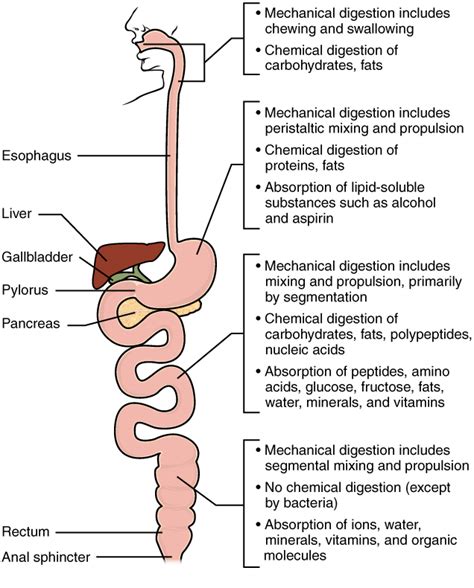 Chemical Digestion and Absorption: A Closer Look · Anatomy and Physiology