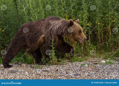 European Brown Bear Ursus Arctos Arctos in Natural Habitat. Romania ...