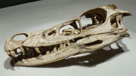 Velociraptor | Fossils, Velociraptor, Extinct animals