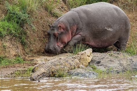 "Hippo Vs. Crocodile" by Stocksy Contributor "Gabriel Ozon" - Stocksy