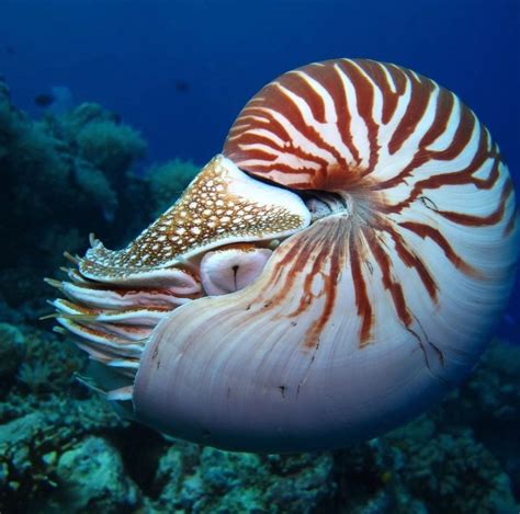 Nautilus - An Ancient Creature Survives 500 Million Years - Neon Lad