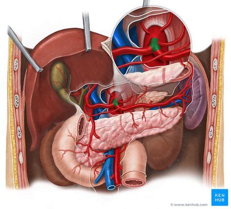 Celiac trunk (With images) | Trunks, Celiac, Anatomy