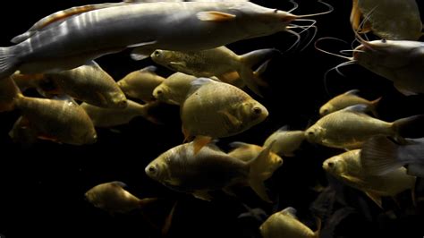 Golden Carps White Catfishes Swimming Around Stock Footage SBV-322224905 - Storyblocks