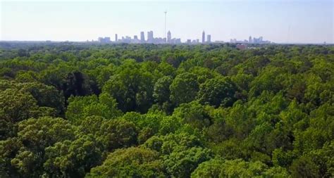 A growing chorus: Atlanta must be proactive to preserve its unique tree canopy - SaportaReport