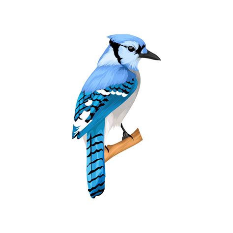 Blue jay bird vector 13119264 Vector Art at Vecteezy