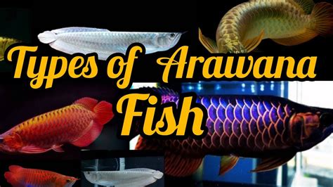 Types Of Arawana fish pictures ... - YouTube
