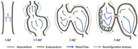 Illustrations of significant stages of zebrafish heart development. At... | Download Scientific ...