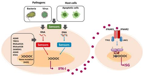 Cells | Free Full-Text | Myasthenia Gravis: An Acquired Interferonopathy?