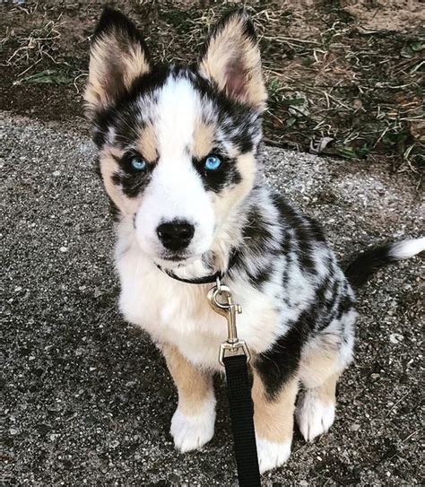 Blue Eyed German Shepherd Husky Mix | Blue Eyes Shepsky • ShepskyMix