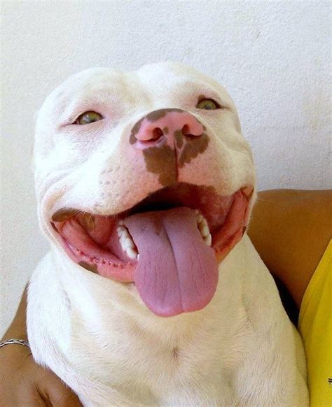 The pitbull "smile" | Cute animals, Dog friends, Dog lovers