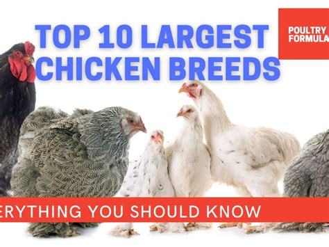 Biggest Chicken Breed