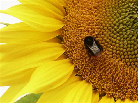 Bees and sunflowers 2, photo, #1559835 - FreeImages.com