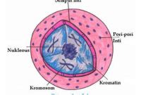 Gambar Nukleus Pada Sel Hewan - Kumpulan Doa