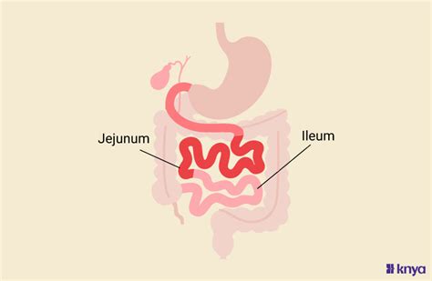 Difference Between Jejunum & Ileum: Exploring Anatomy – Knya