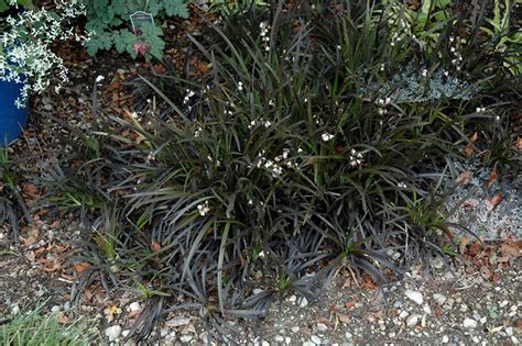 Black Mondo Grass (Ophiopogon planiscapus 'Niger') in Richmond Fairfax Loudoun Prince William ...