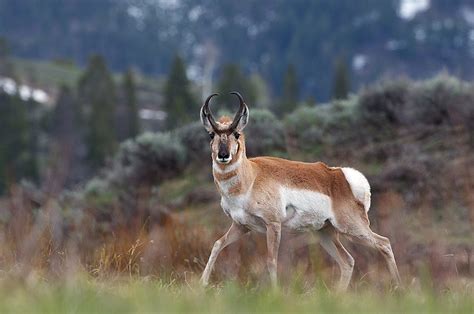 Pronghorn | Sean Crane Photography