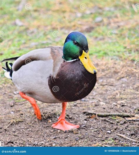 Real duck stock photo. Image of white, real, walks, beauty - 109080606