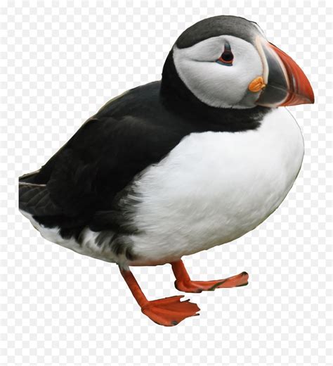 Puffin Penguin Bird Iceland Cute - Atlantic Puffin Emoji,Puffin Emoji ...