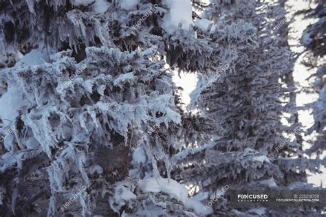 Snowy pine trees on the alp mountain during winter — fir, activity ...