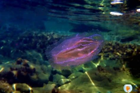 Rainbow Jellyfish | 8 Lesser Known Facts About Them