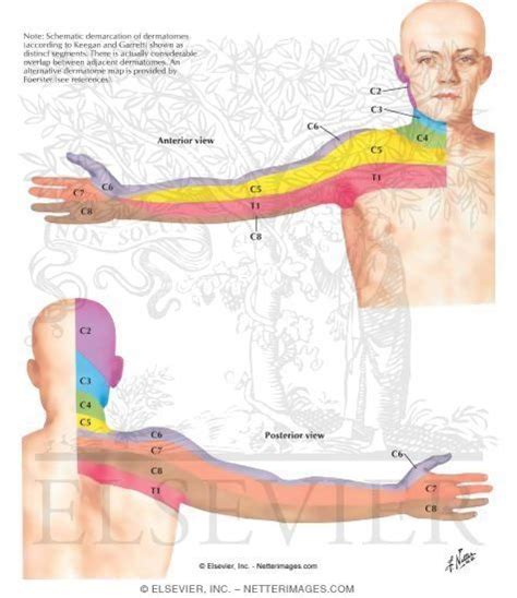 Dermatomes of Upper Limb | Plexus products, Patient education, Basic anatomy and physiology