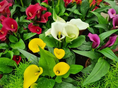 Canna Lily vs Calla Lily: What Are The Differences? - A-Z Animals
