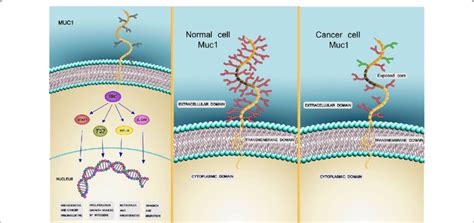 A MUC1 belongs to mucin family and its role in normal cells is ...