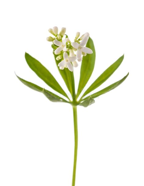 Sweet woodruff flowers stock image. Image of flowers - 247430295