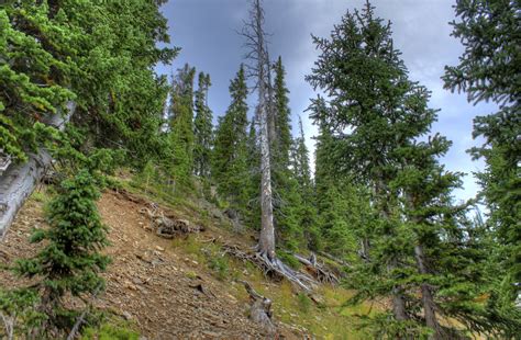 Tall Pine Trees at Rocky Mountains National Park, Colorado image - Free ...