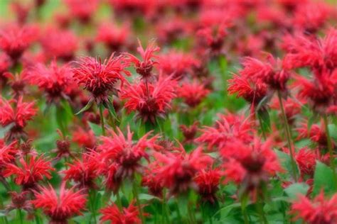 Monarda (Bee Balm)