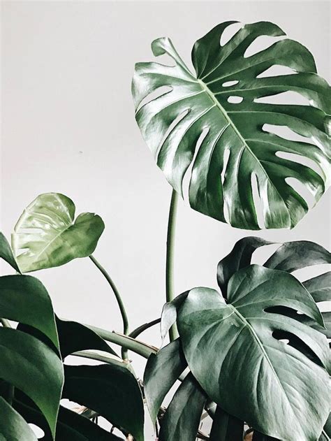 Pin by Vagskee on monstera | Plant wallpaper, Plants, Plant aesthetic