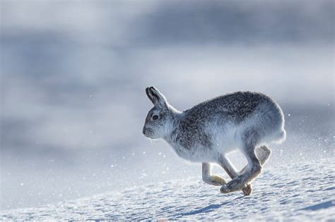 Andy Howard Nature Photography | Mountain Hares in the Winter | Photo 37