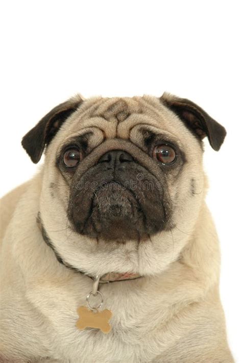 Sad pug dog stock photo. Image of curious, purebred, cute - 3078838