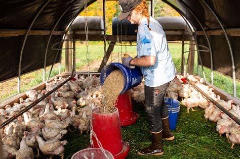 Pasture-Raised Chicken | Vernon Family Farm in NH