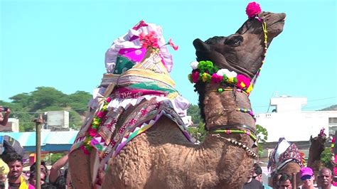 Camel Dance Competition at Pushkar Fair, Rajasthan | Pushkar Mela | Dancing Camel At the Cattle ...