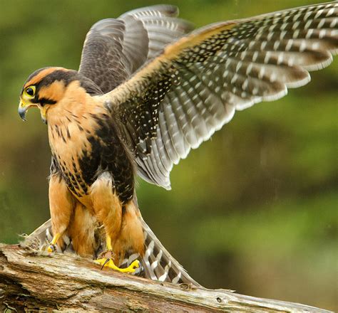 Aplomado Falcon Photograph by Andrew Oliver - Fine Art America