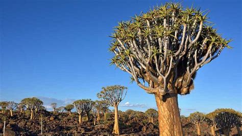 South African Trees: 8 Impressive Ones You Must See - Shamwari