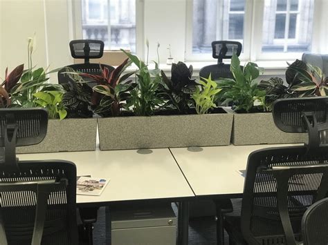 Plant Power - The top 5 benefits of having plants in your office