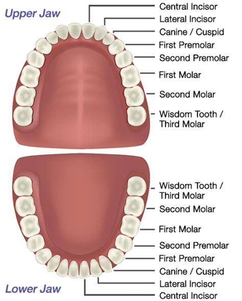 what is wisdom teeth?